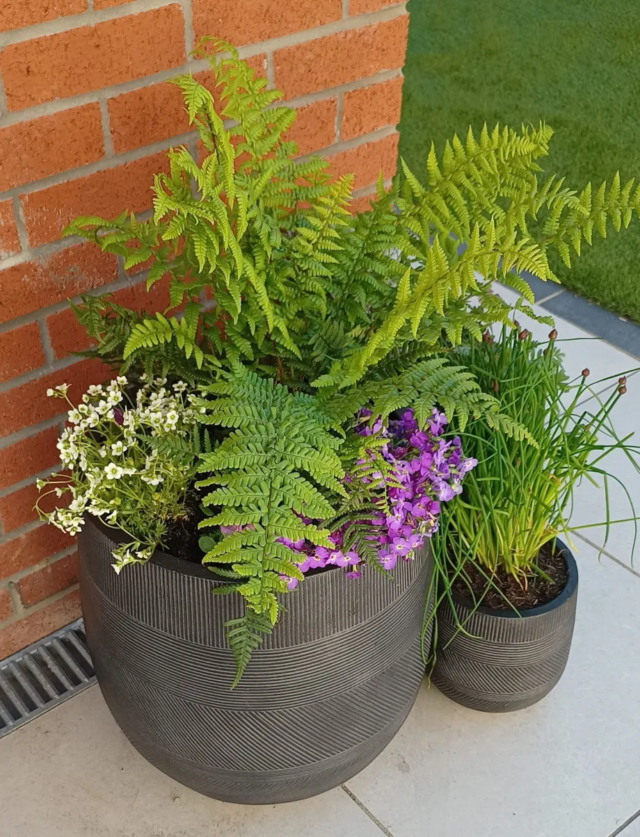 Fern and purple flowers in a dark garden container