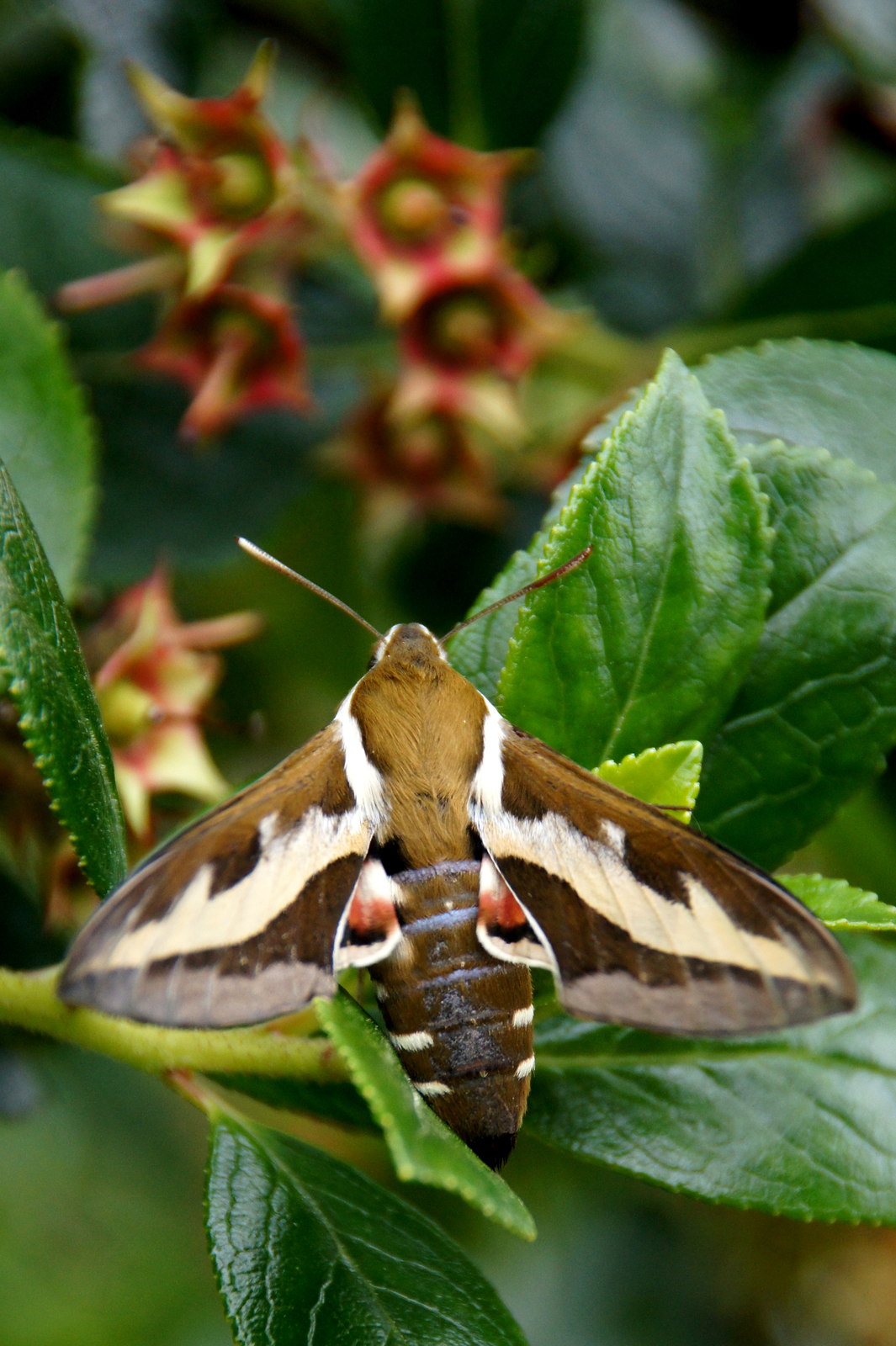 Bedstraw hawk-moth photographed at Baltasound in Shetland