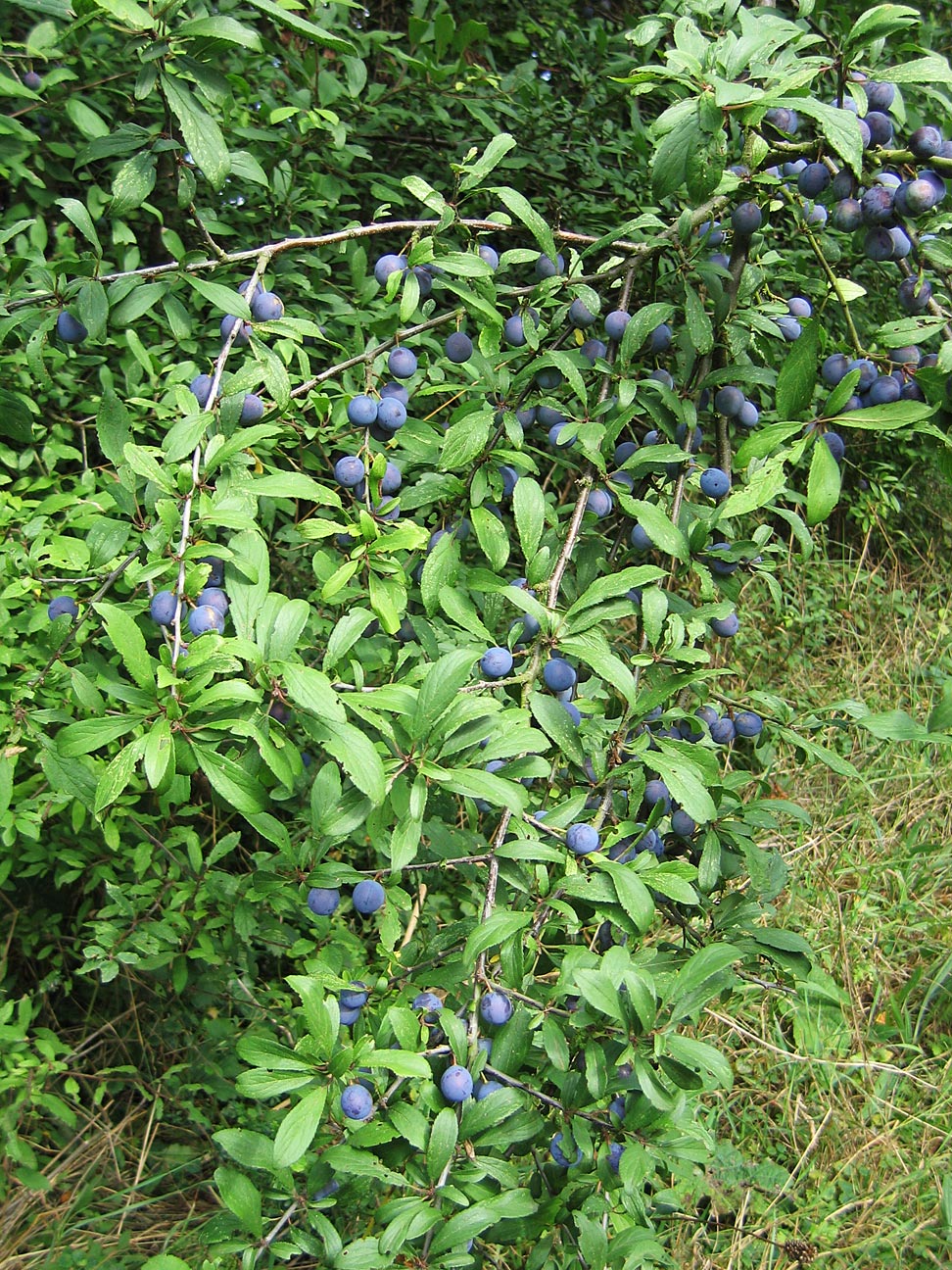 Blackthorn heavy with blue-black sloes in Cambridgeshire