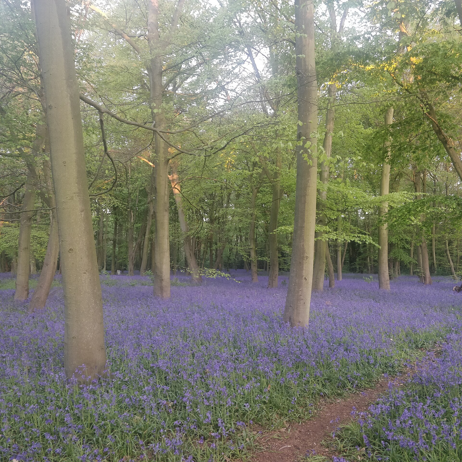 English woodland carpeted with bluebells