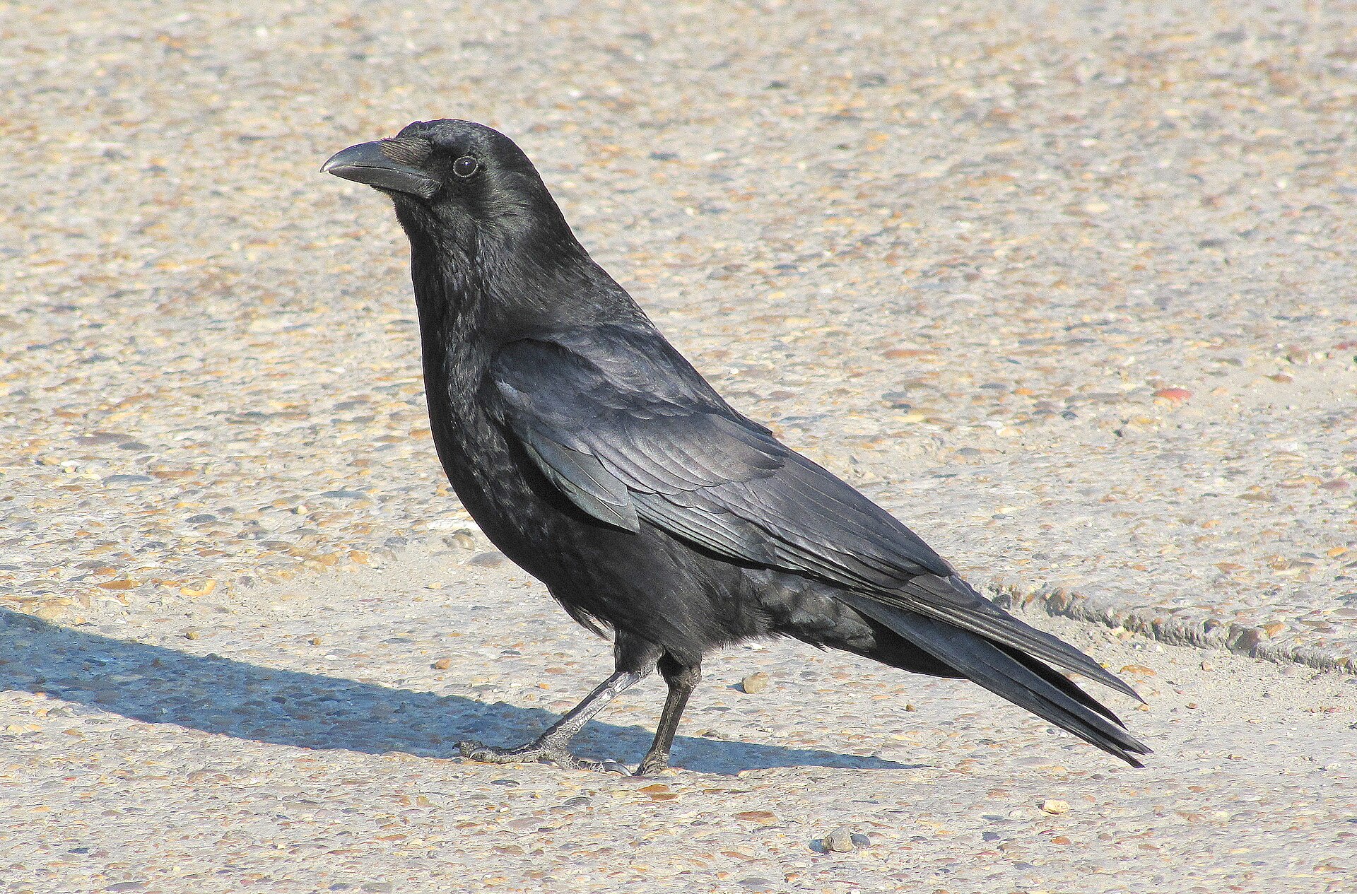 Carrion Crow in the United Kingdom