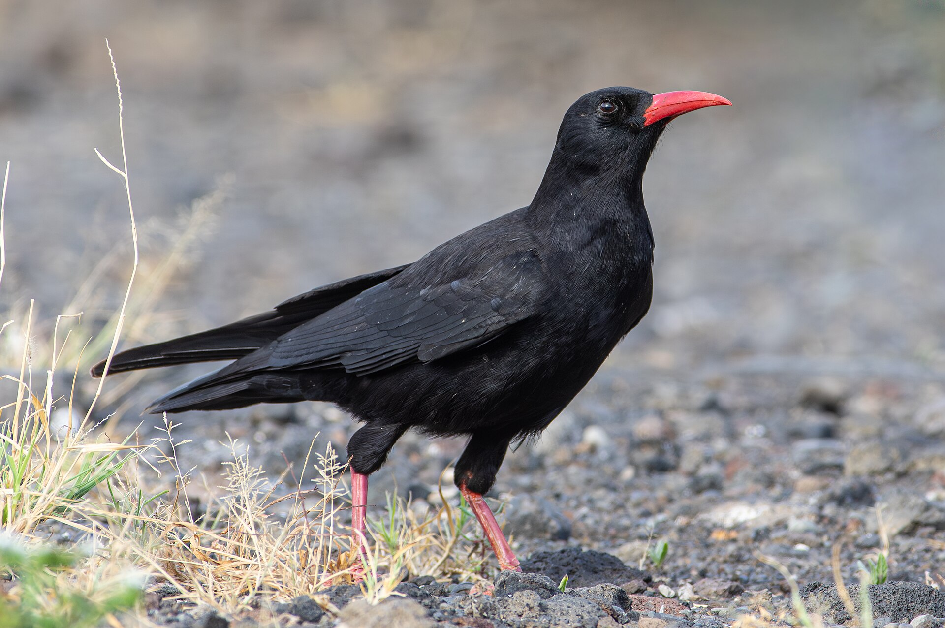 Red-billed Chough