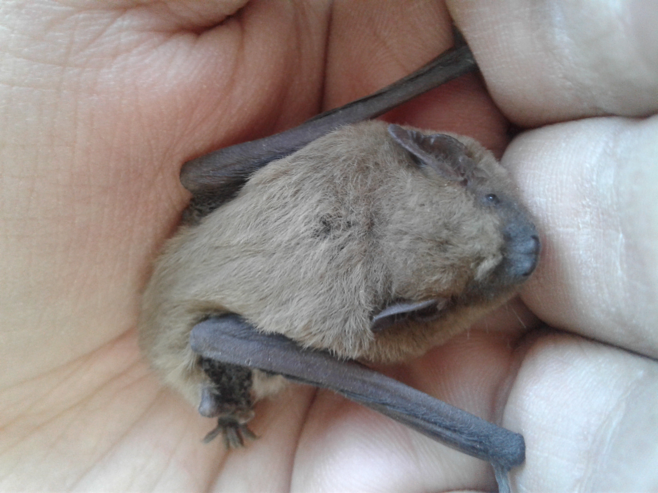 Common pipistrelle bat