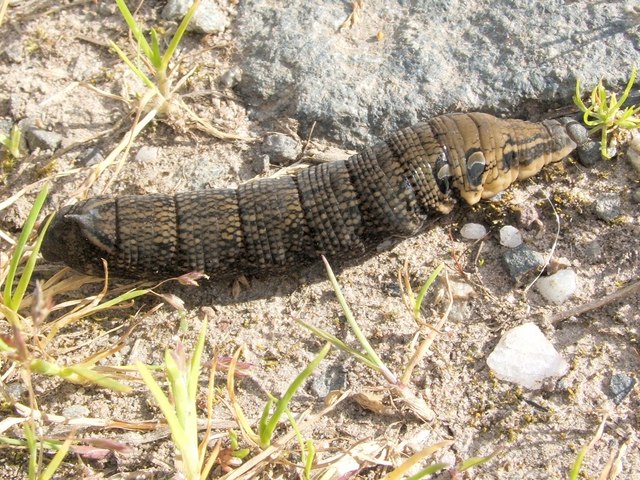 Elephant hawk-moth caterpillar on vegetation