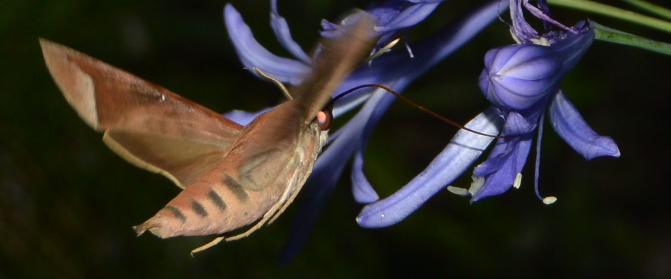 Hawk moth taking nectar from a pale flower after dark