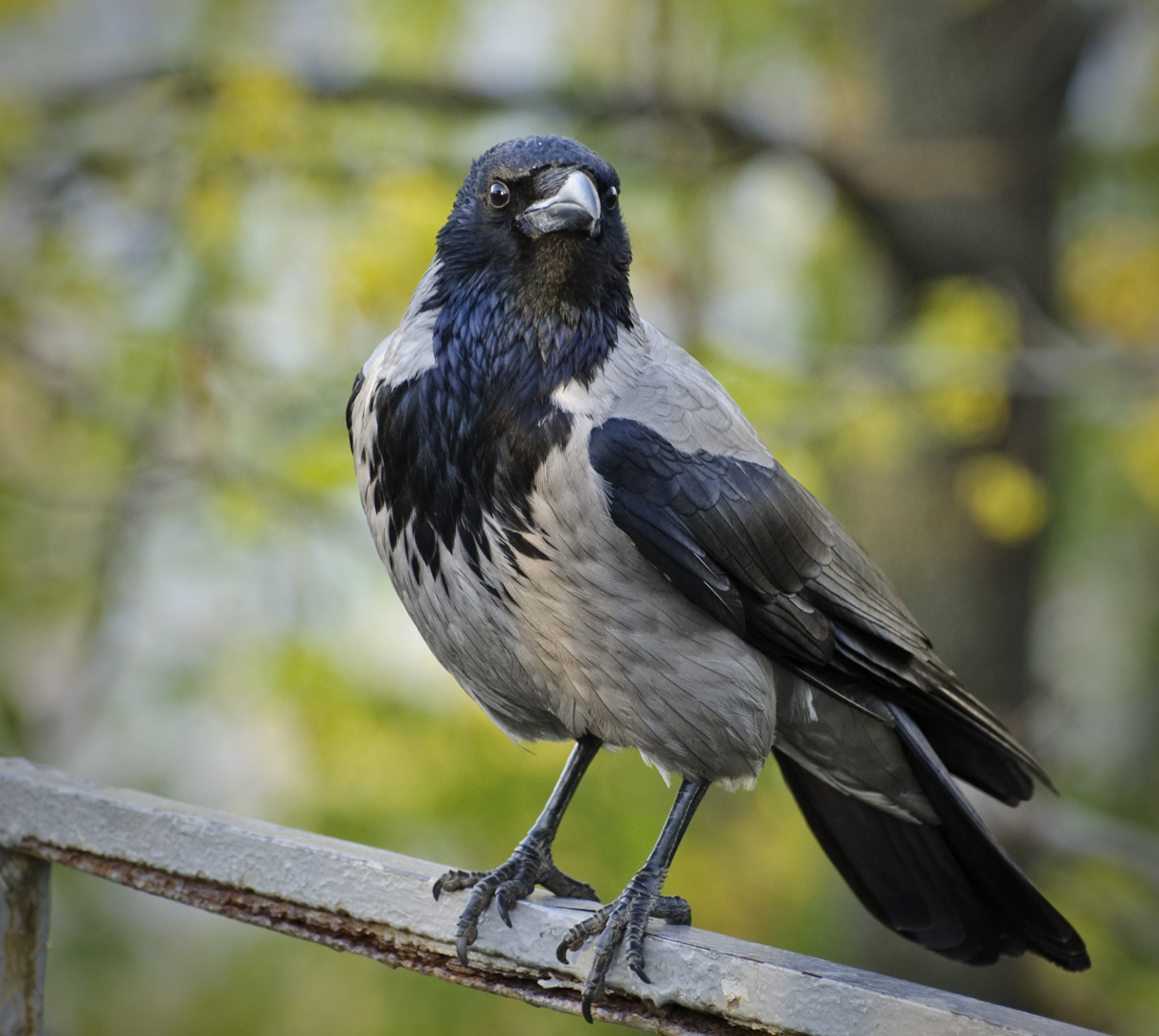 Adult Hooded Crow perched in profile