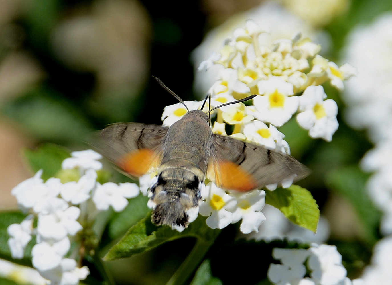 Hummingbird hawk-moth taking nectar from a flower