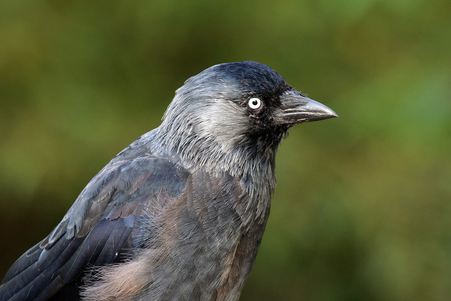 Jackdaw