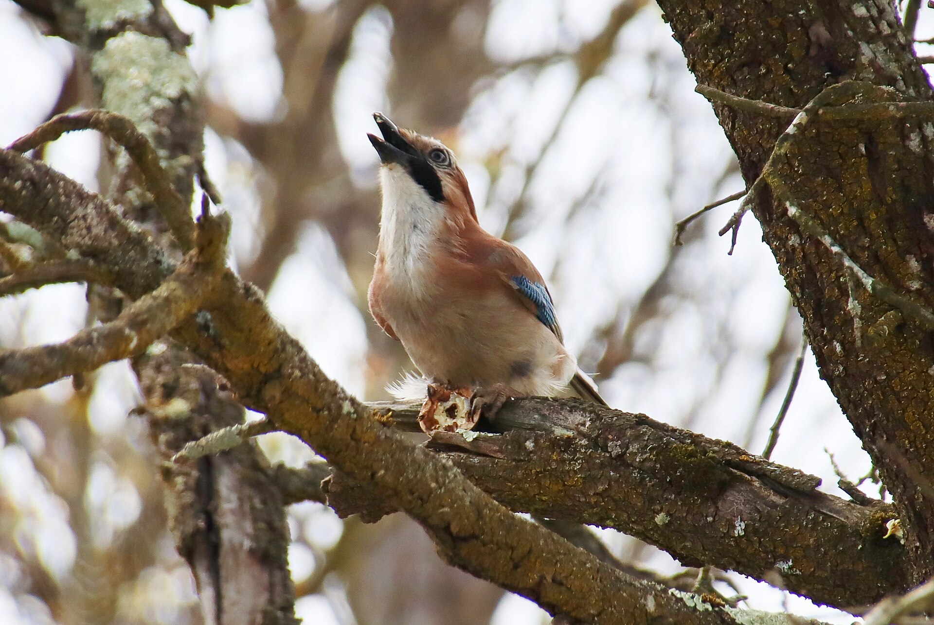 Eurasian Jay