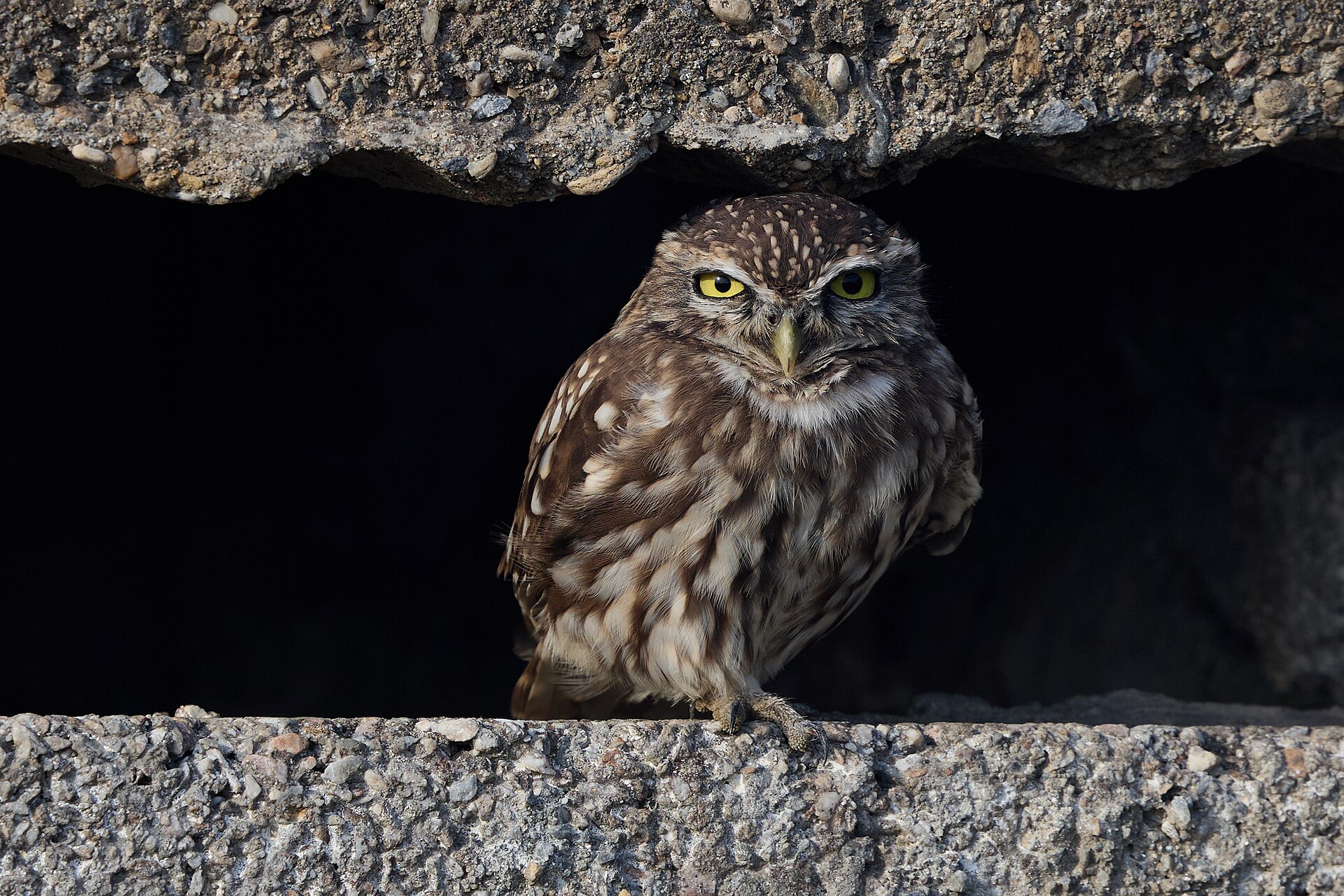 Little owl perched in open country