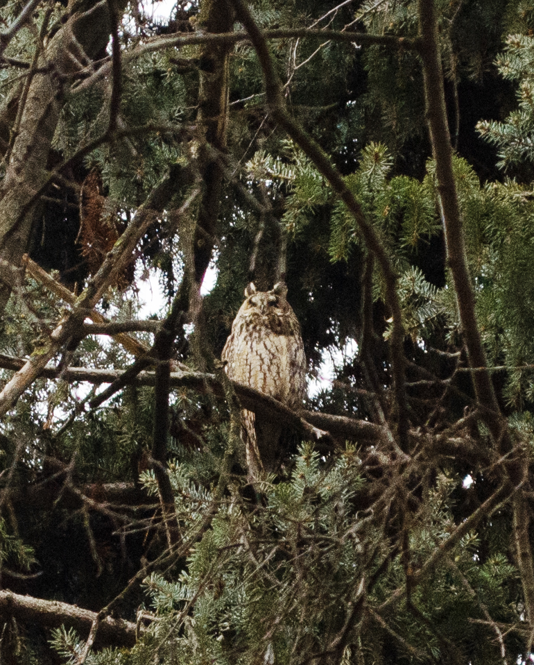 Long-eared owl with orange eyes and raised feather tufts