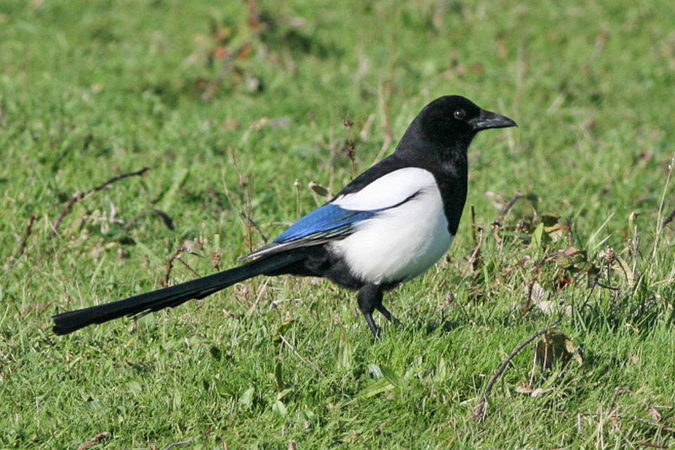 Eurasian Magpie in the UK