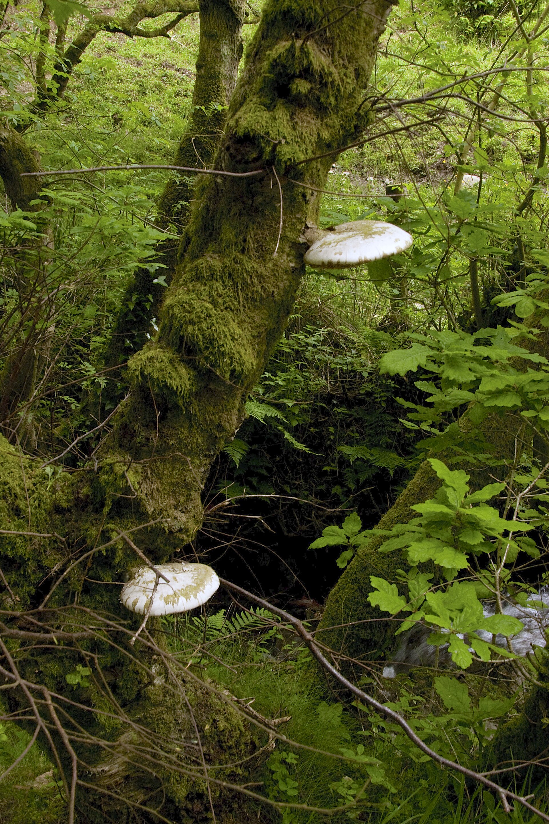 Mushrooms growing through green moss on woodland floor