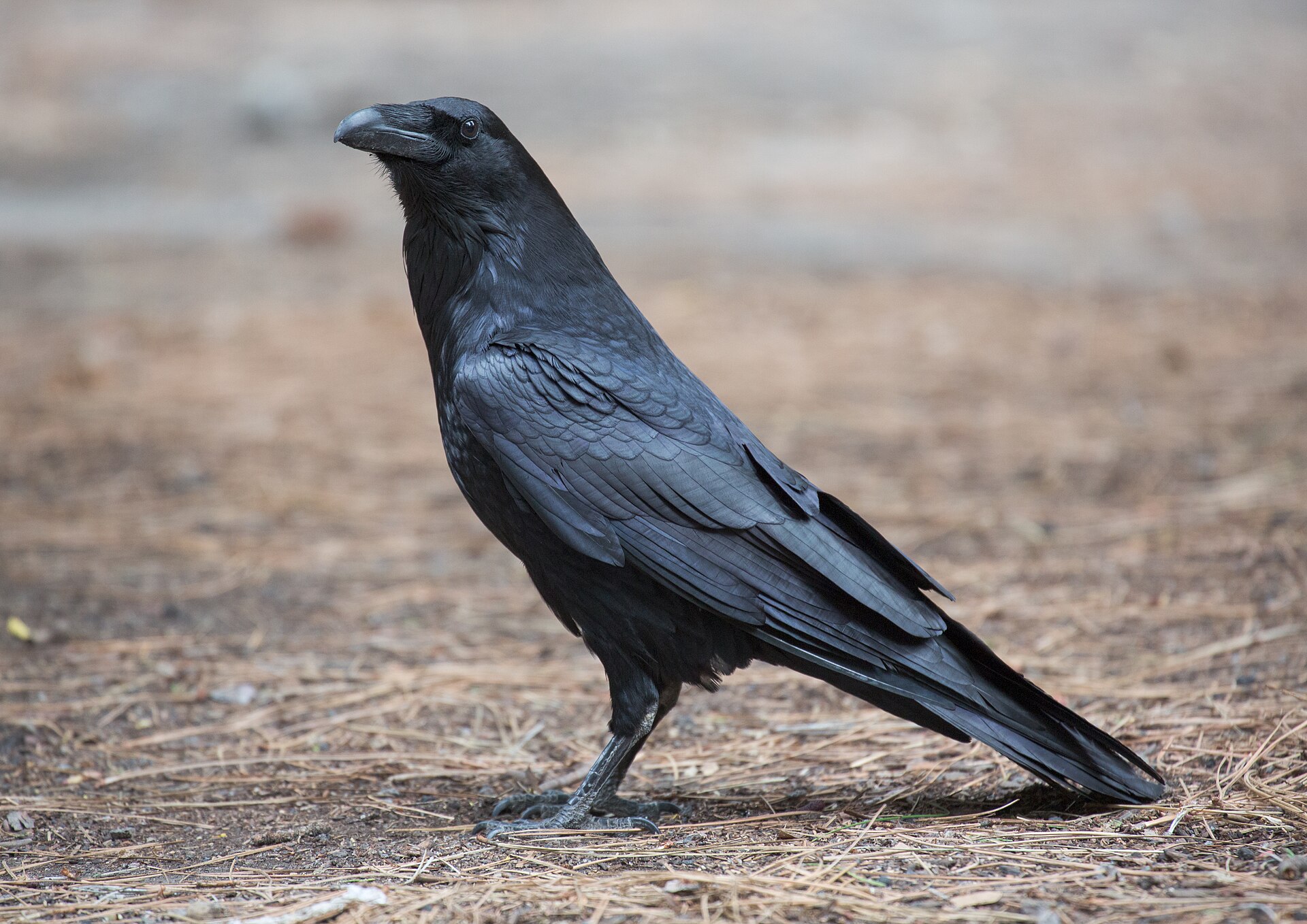Adult Common Raven in profile