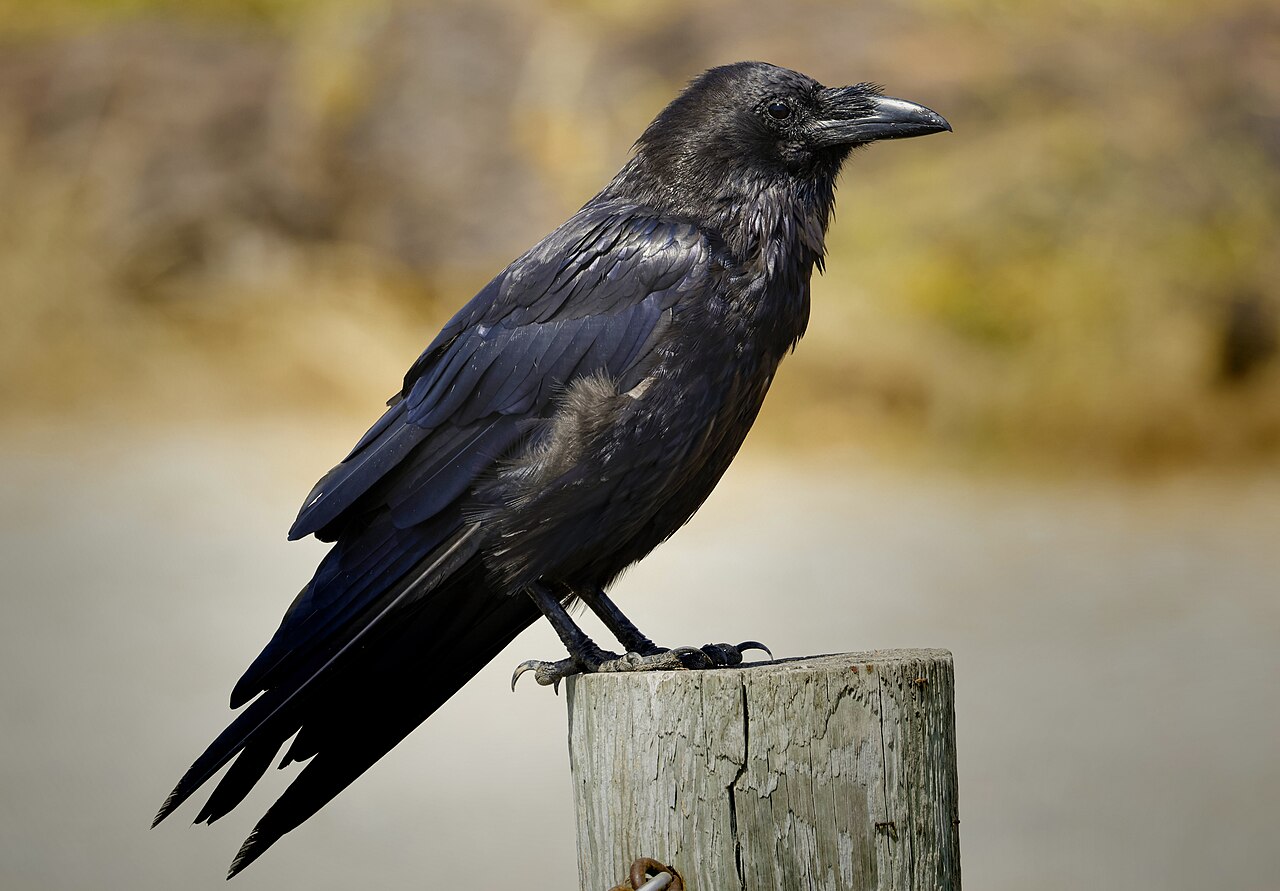 Full Common Raven perched on a wooden post