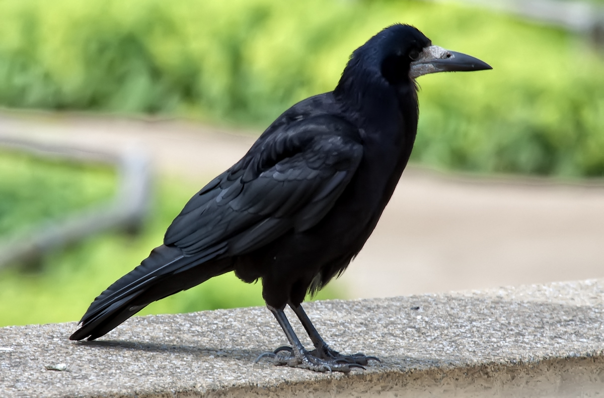 Rook in Cookridge, Leeds
