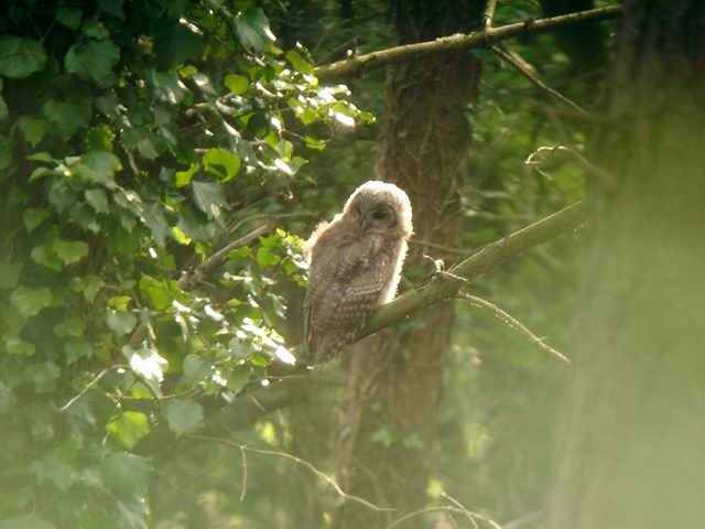 Juvenile tawny owl perched against a tree trunk