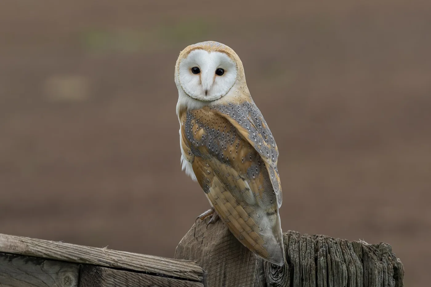 Barn owl perched on an old timber fence in Dumfries and Galloway