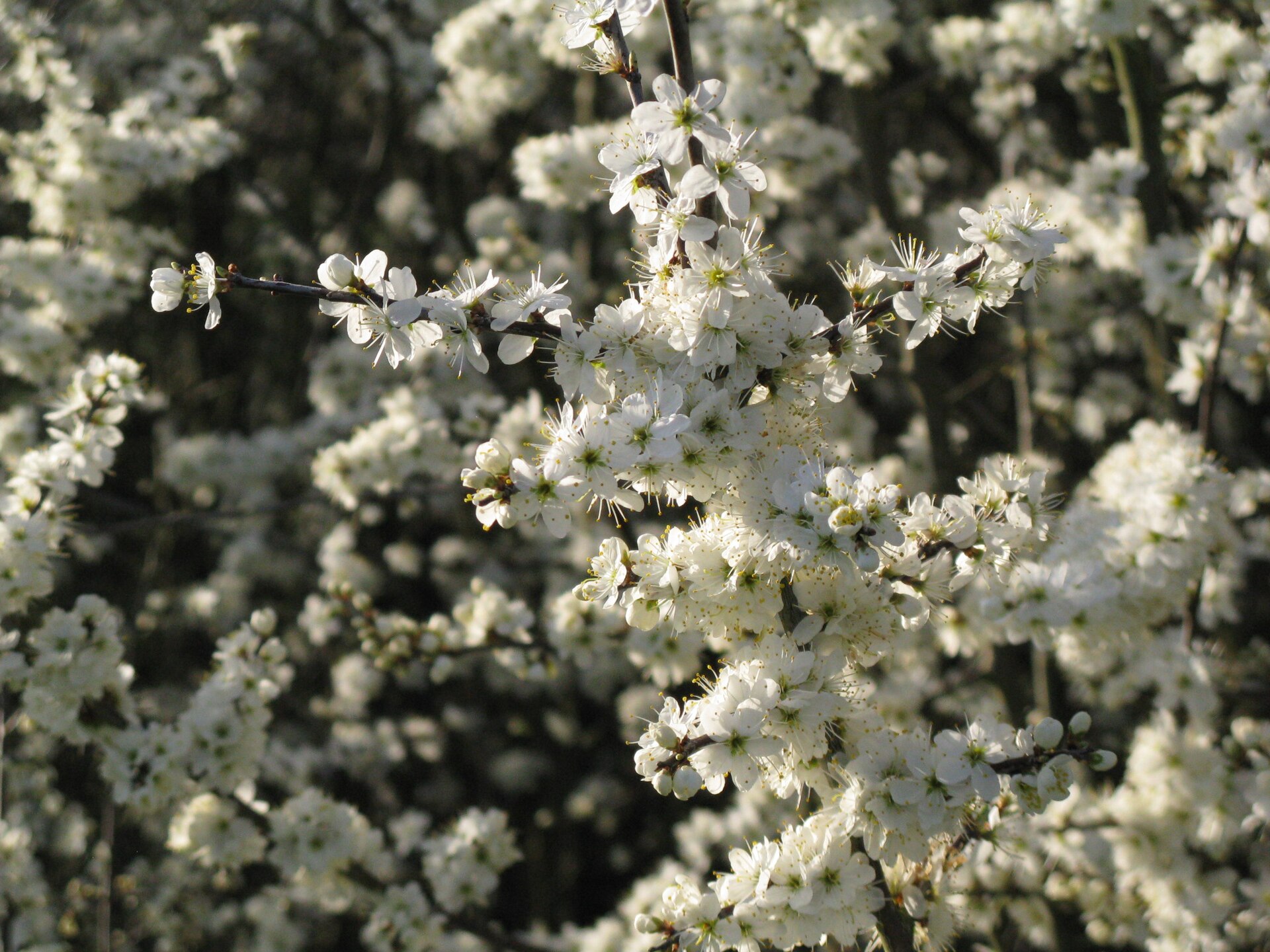 Blackthorn hedge covered in white spring blossom