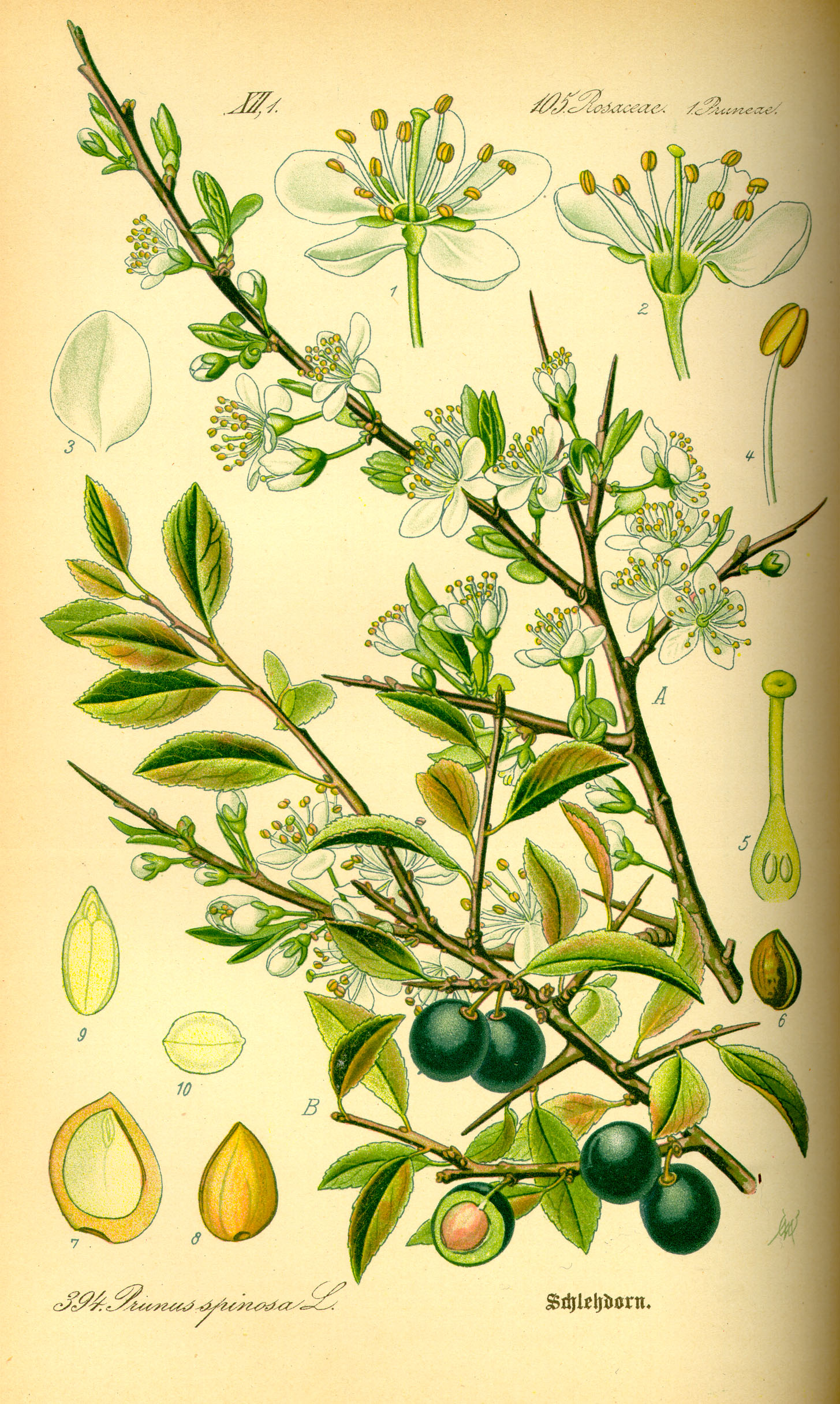 Botanical illustration of blackthorn with blossom, leaves and sloes