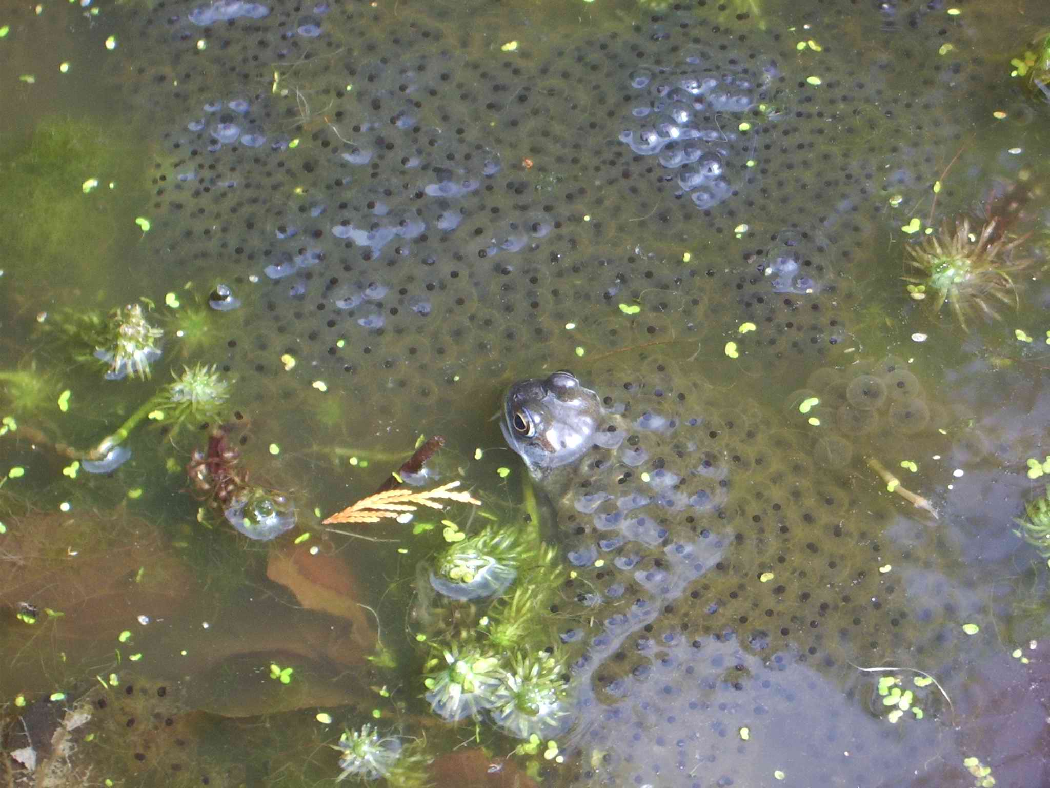 British common frog and spawn in a garden pond
