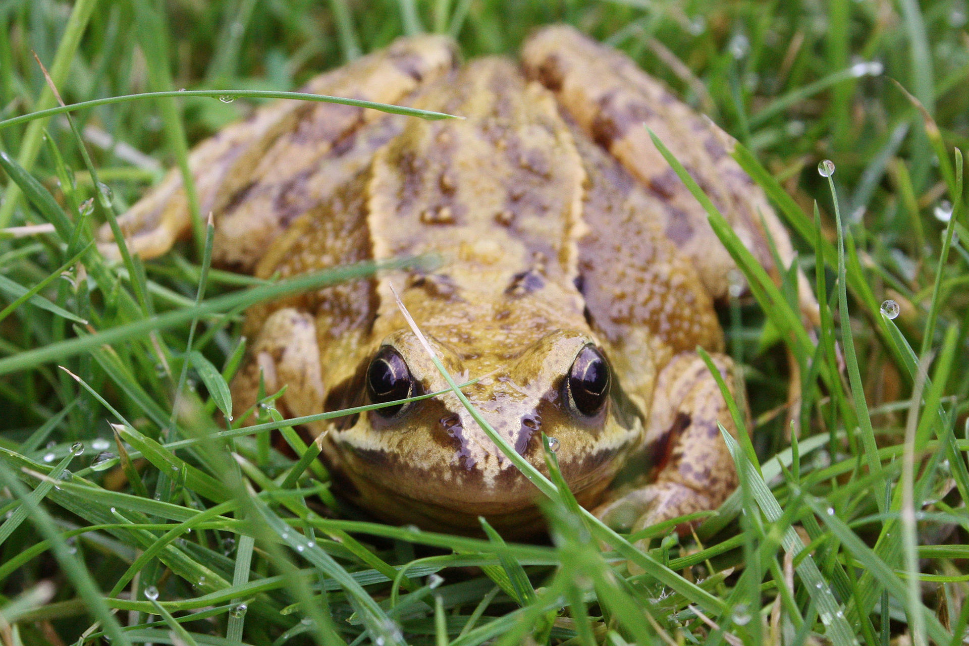 Common frog sitting among wet pond vegetation