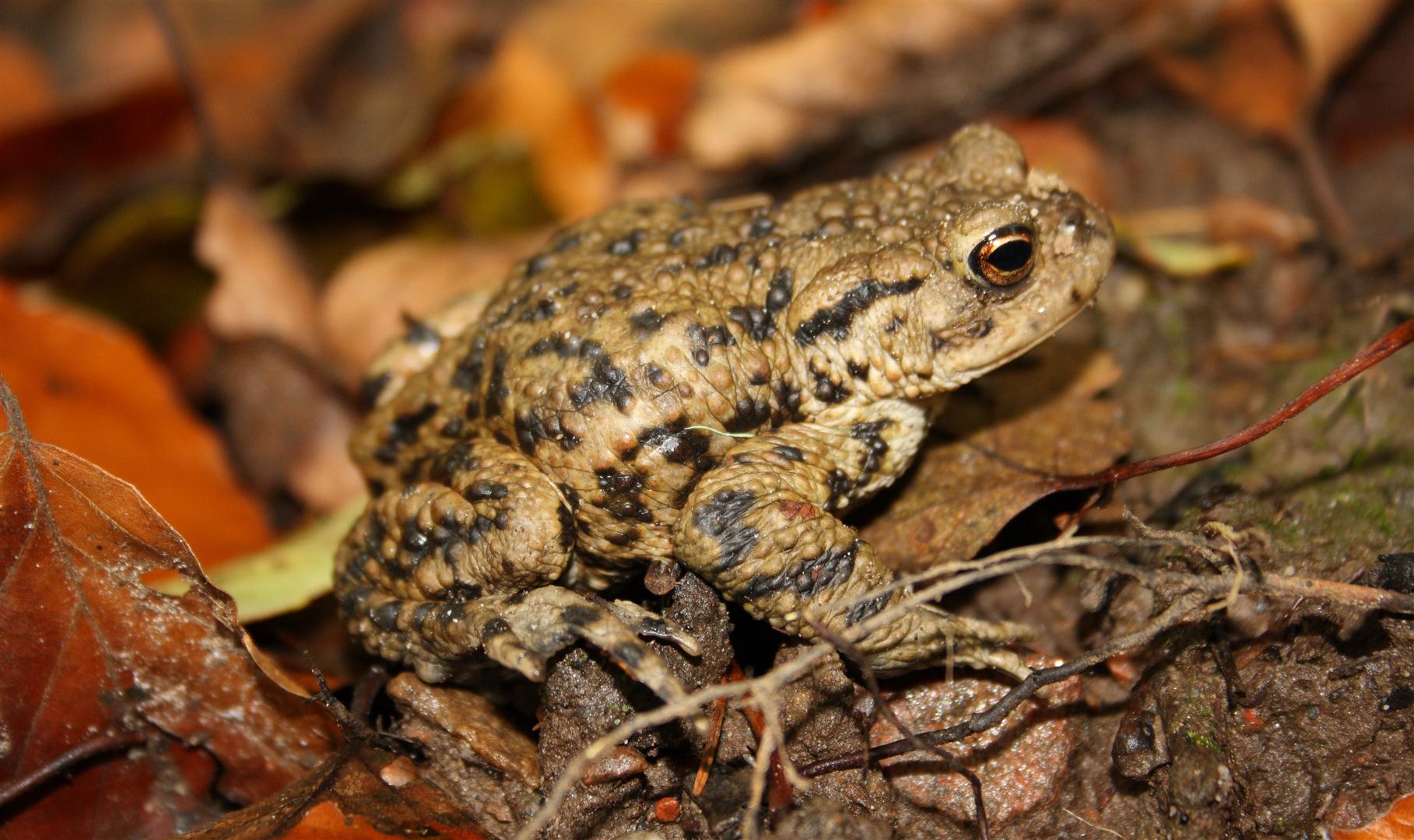 Common toad on damp ground