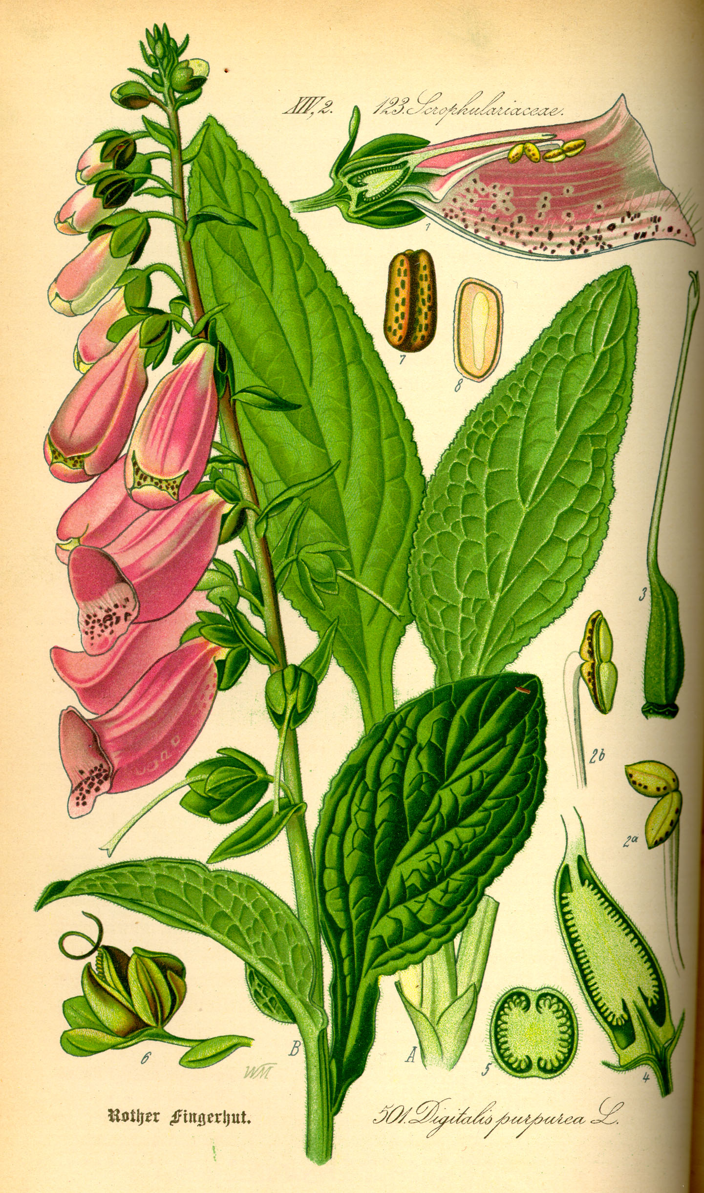 Historical botanical illustration of foxglove
