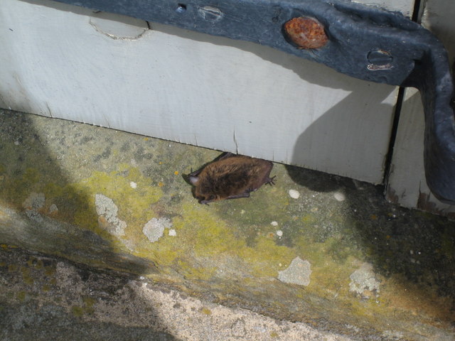 Pipistrelle bat emerging from a crevice beneath a barn door