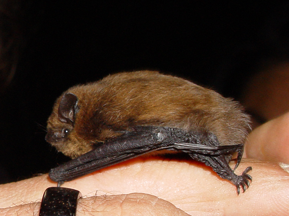 Small brown common pipistrelle bat viewed from the side