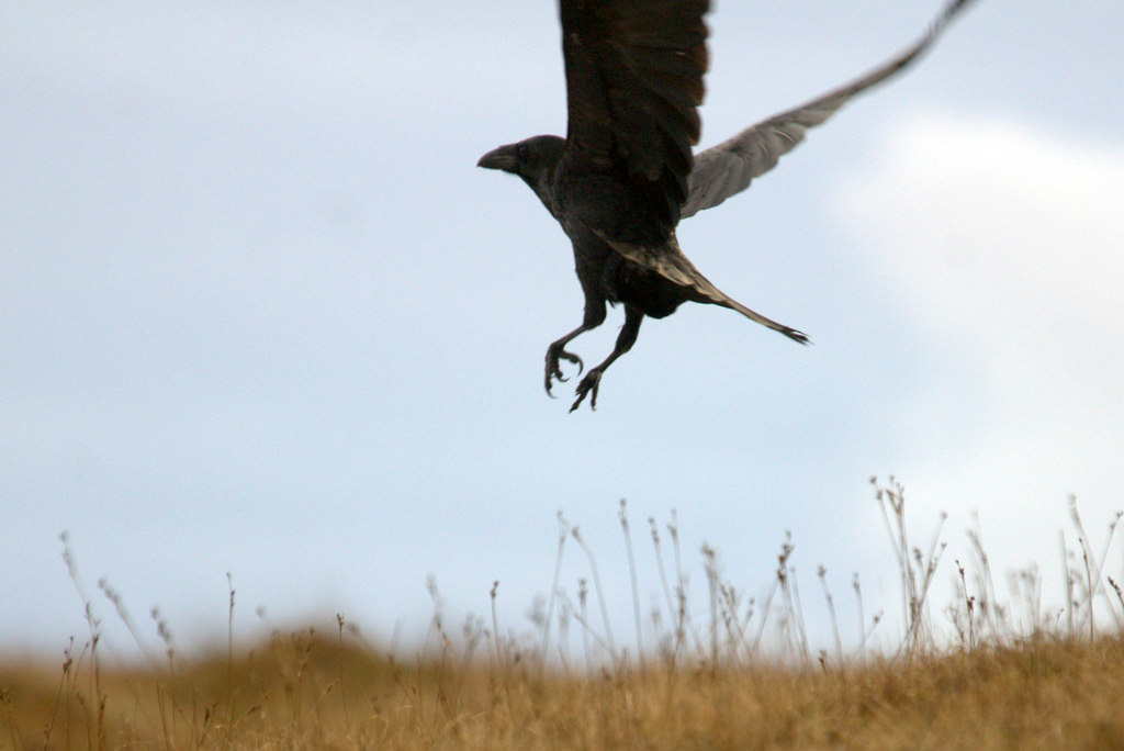 Raven taking off at Burrafirth in Shetland